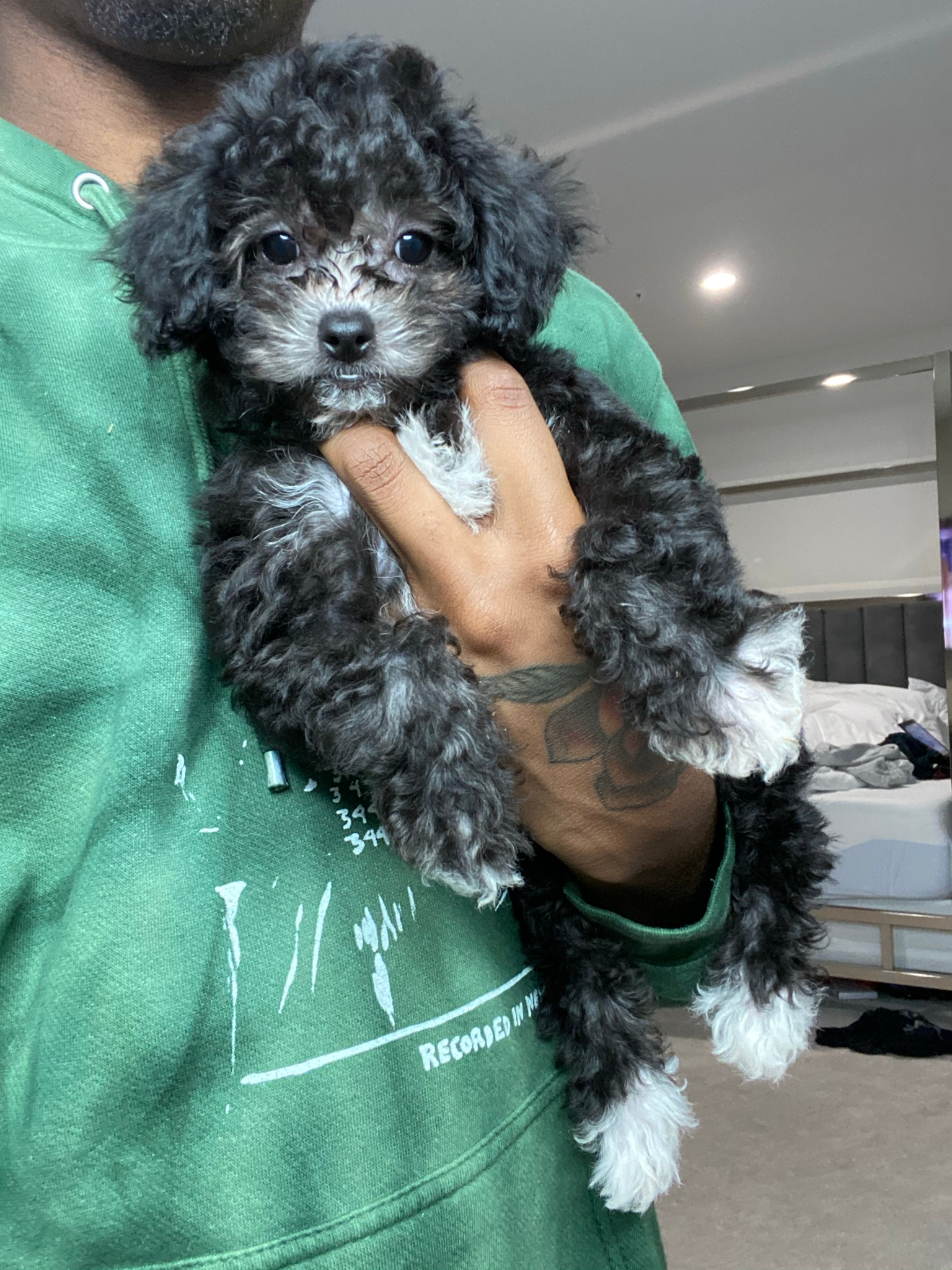 Fluffy Pudle Purebred Puppy