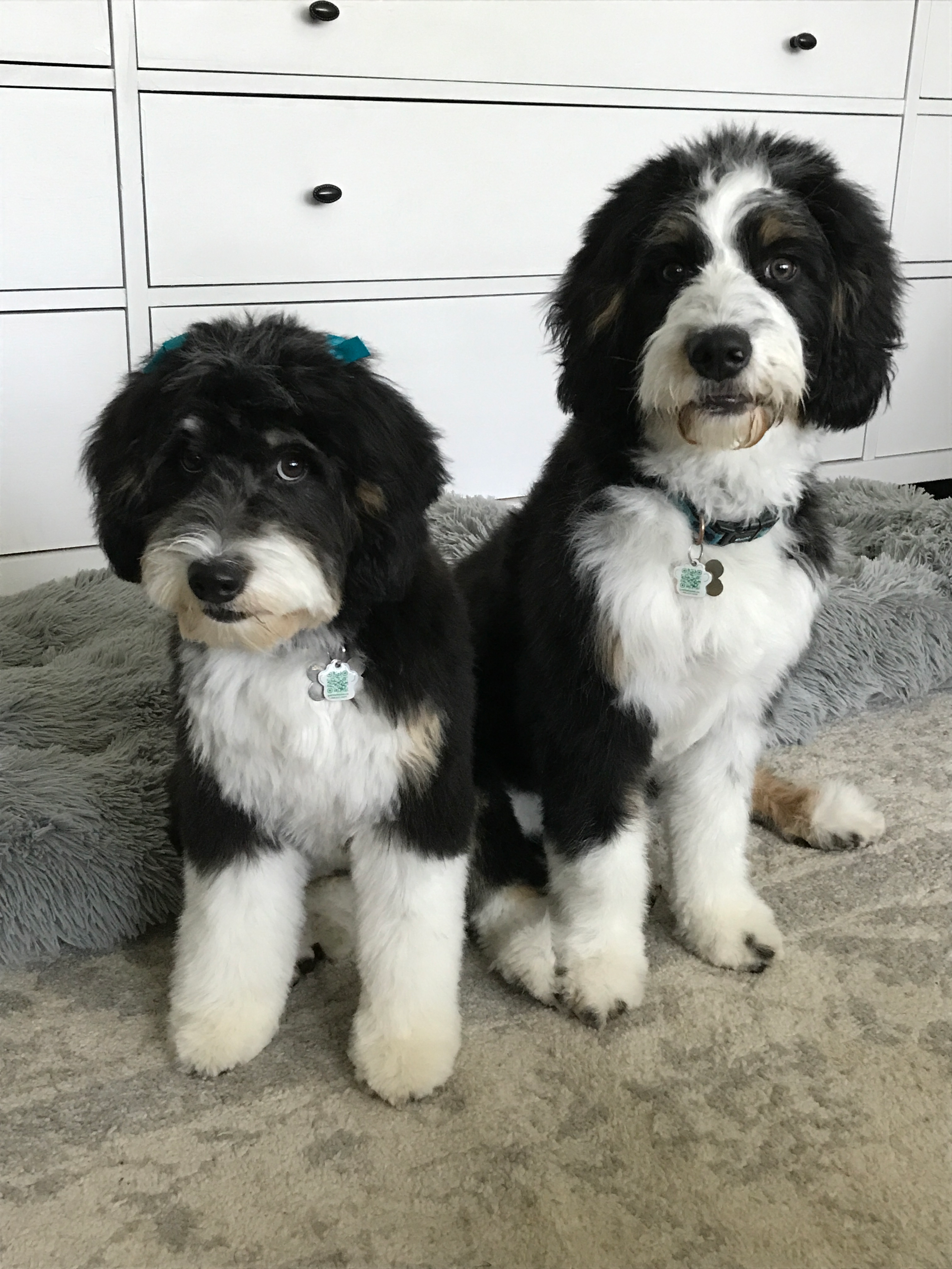 Mini Bernedoodle Puppy for Adoption