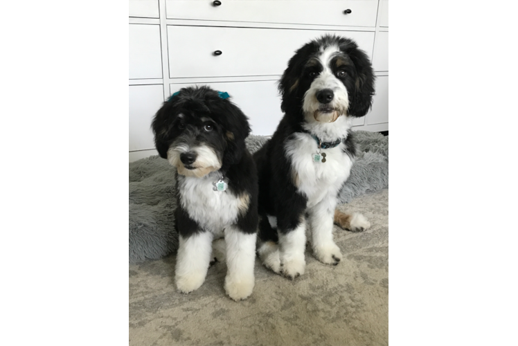 Mini Bernedoodle Puppy for Adoption