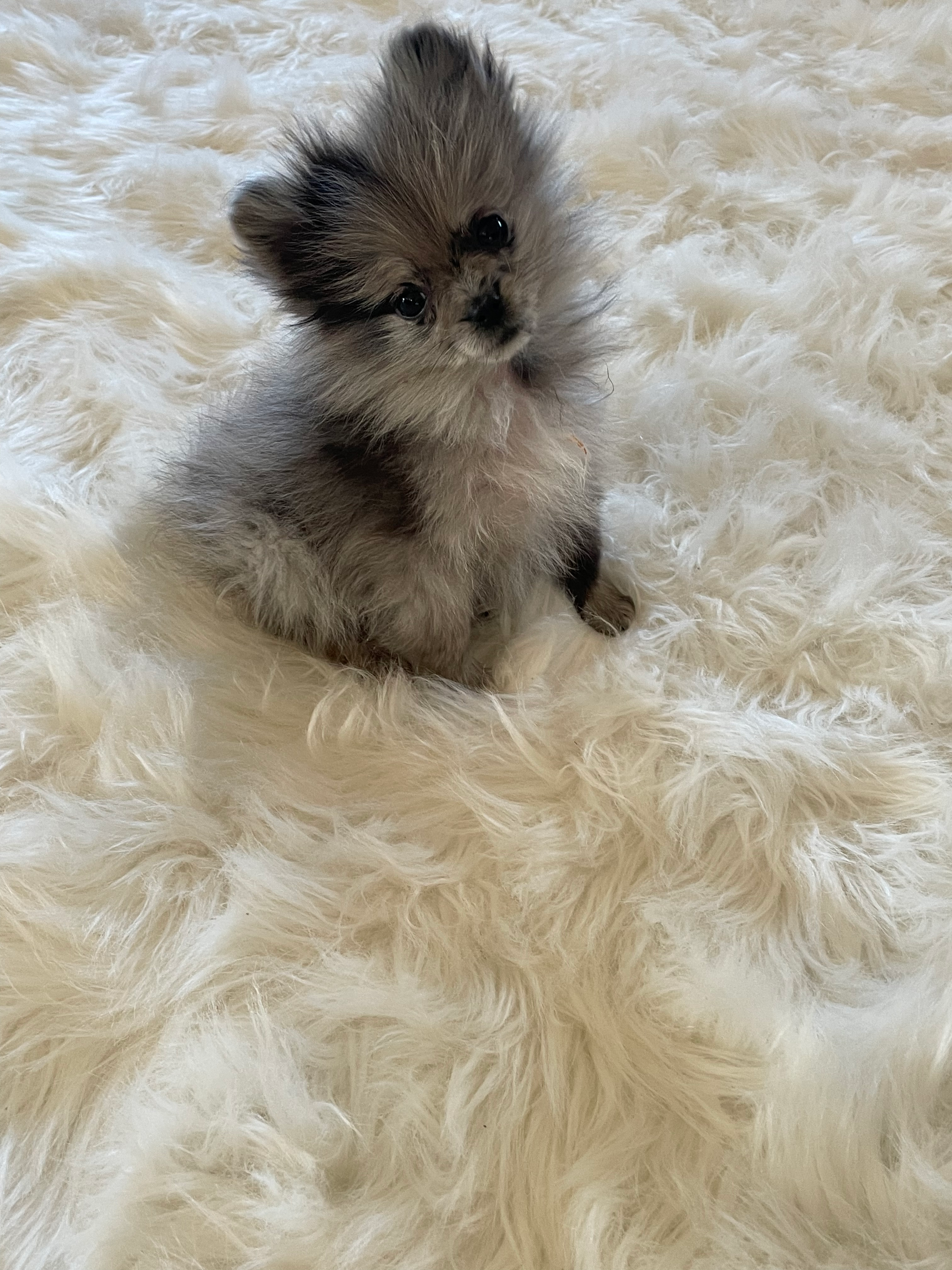Pomeranian Puppy for Adoption