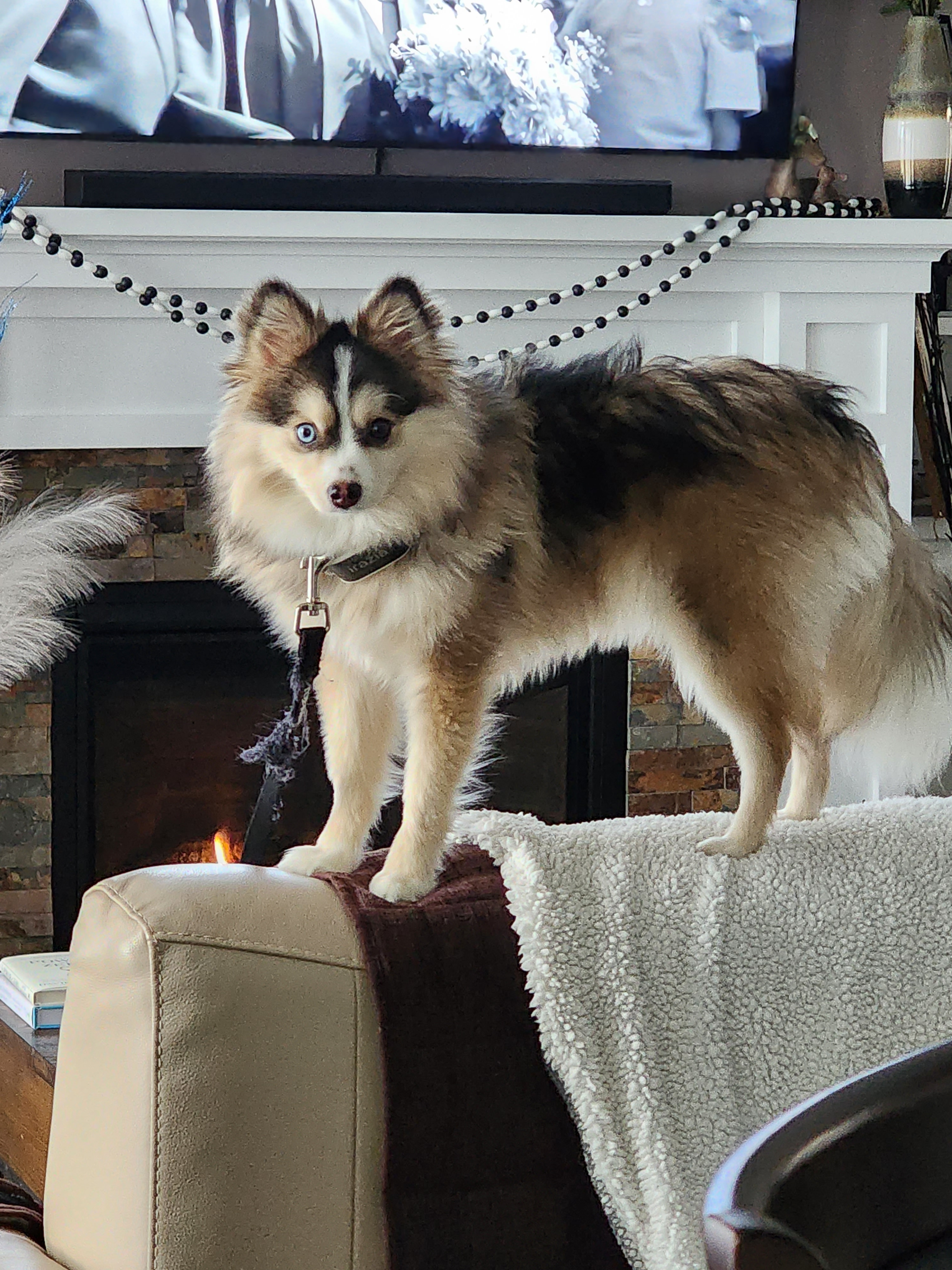 Smart Pomsky Designer Pup