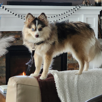 Pomsky Pup