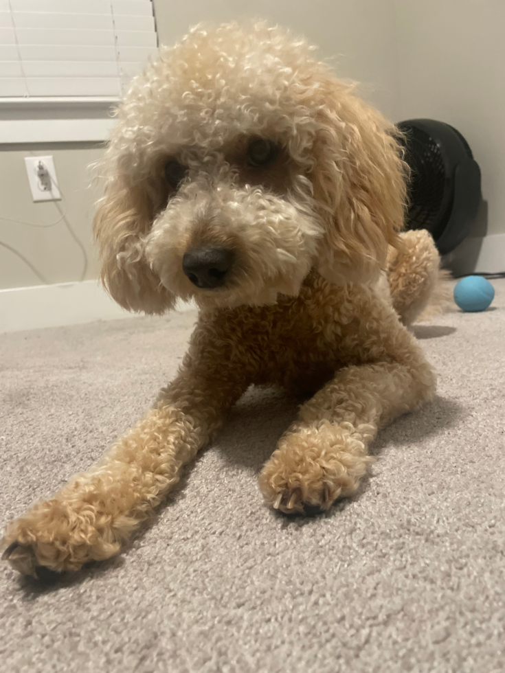 Fluffy Mini Goldendoodle Poodle Mix Pup