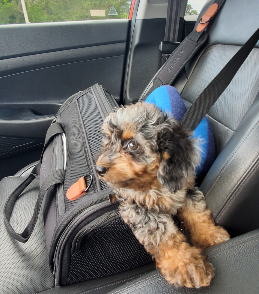 Hypoallergenic Golden Retriever Poodle Mix Pup