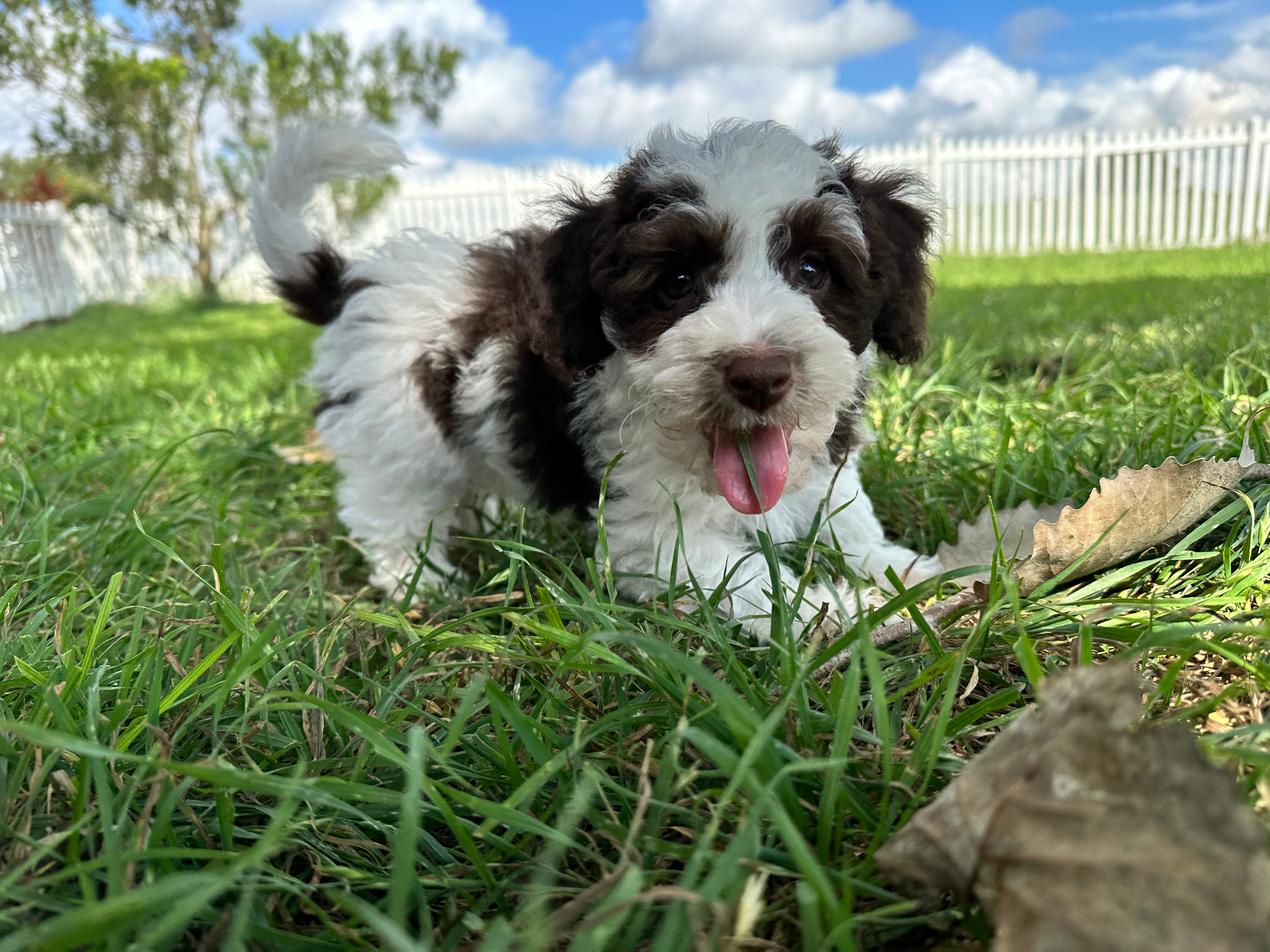Havapoo Pup Being Cute
