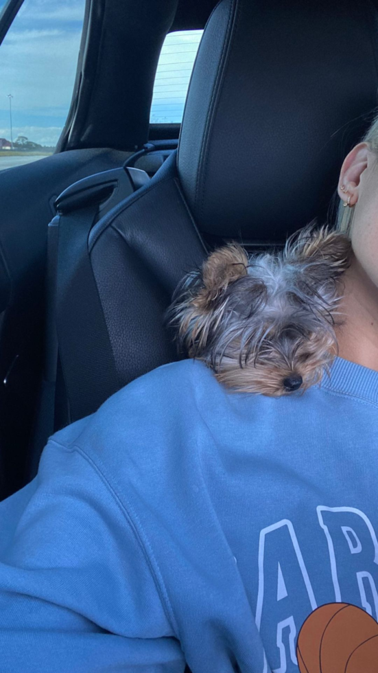 Little Yorkshire Terrier Purebred Pup