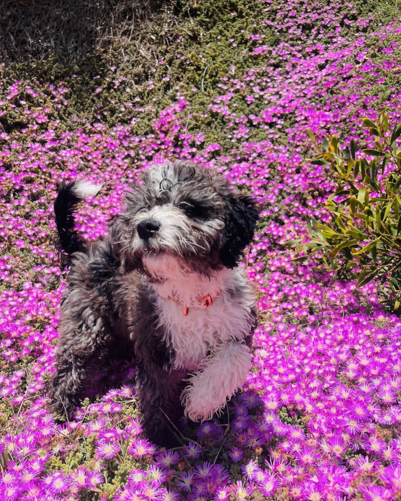Mini Bernedoodle Being Cute