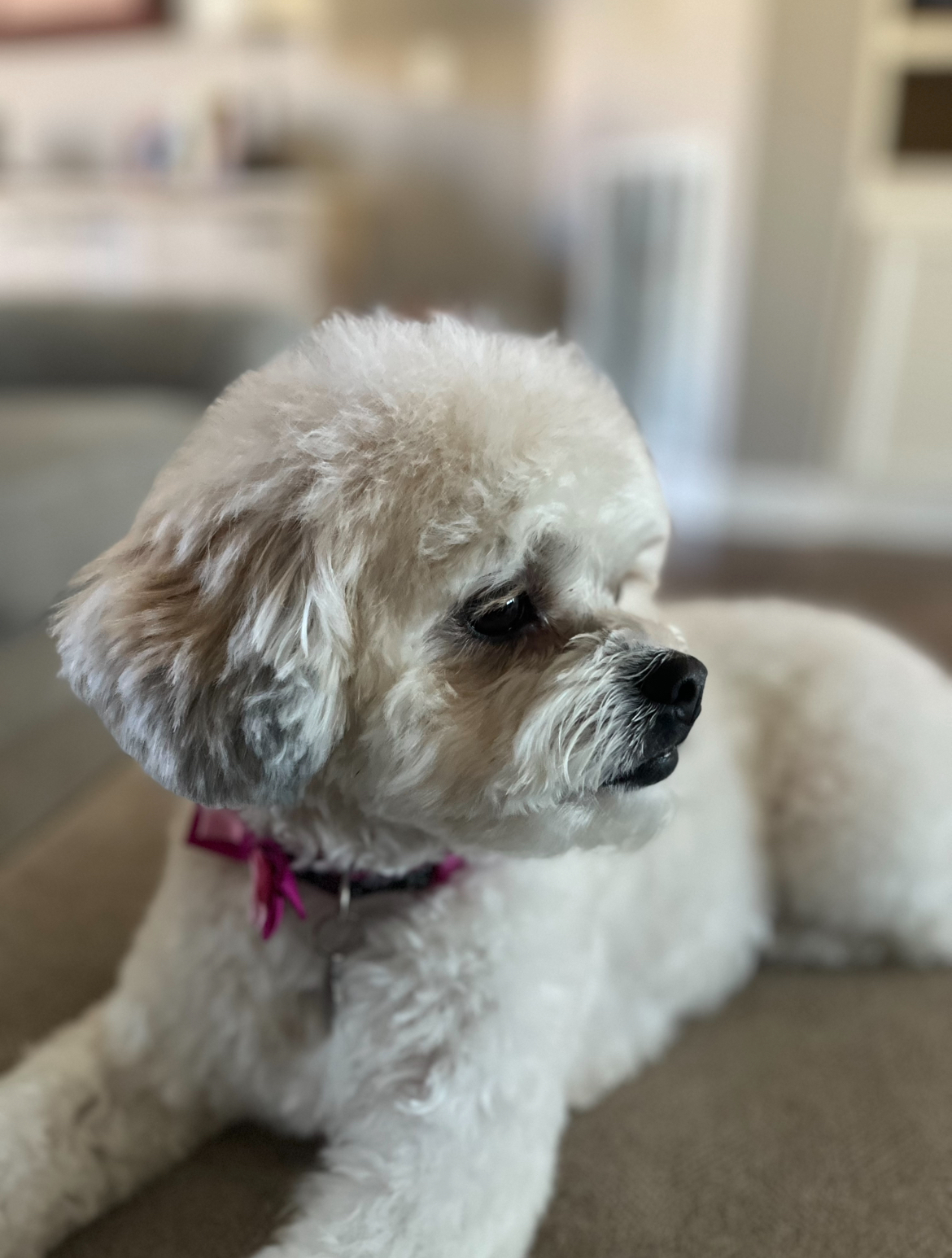 Fluffy Teddy Bear Designer Pup