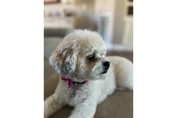 Fluffy Teddy Bear Designer Pup