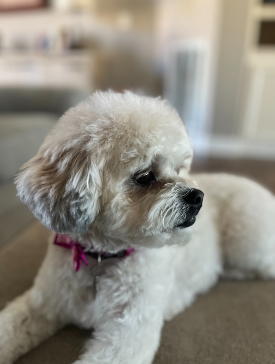 Cute Teddy Bear Pup in