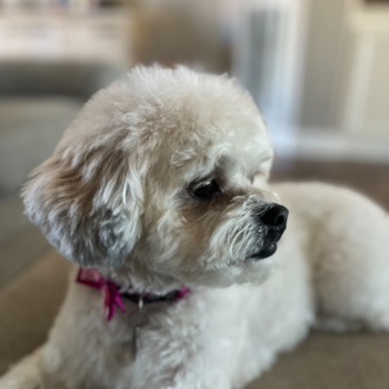 Cute Teddy Bear Pup in