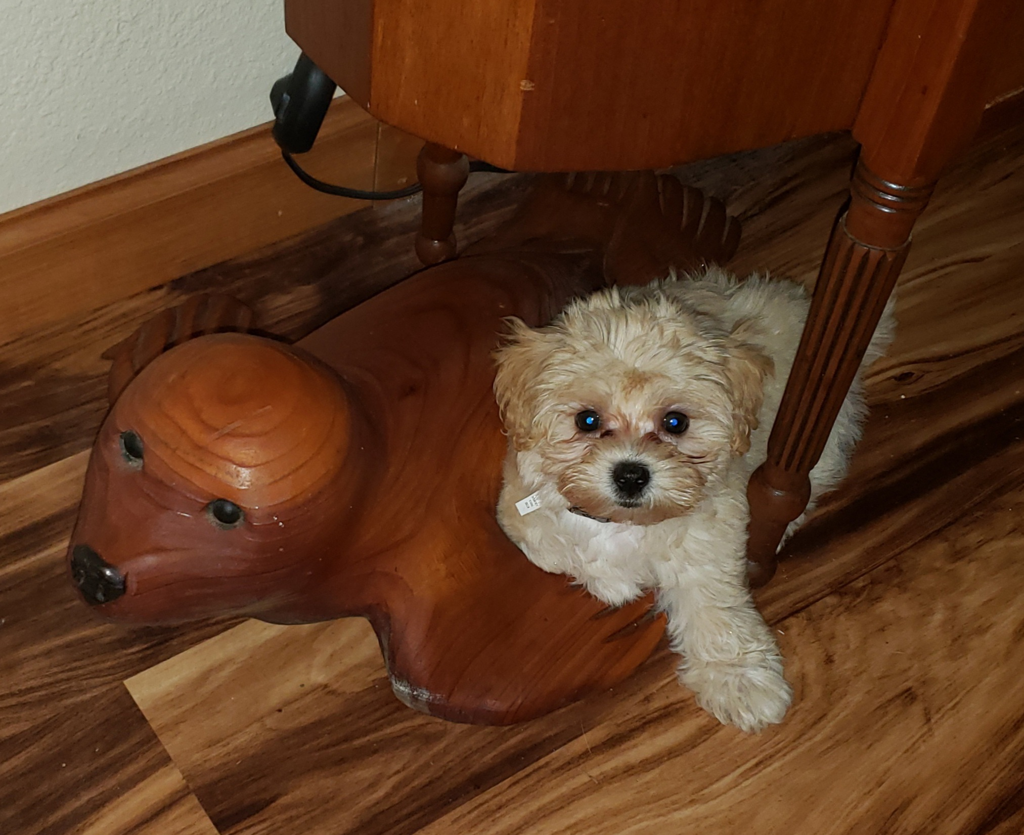 Best Maltipoo Baby