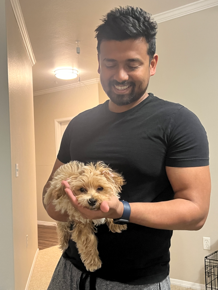 Hypoallergenic Maltese Poodle Poodle Mix Pup