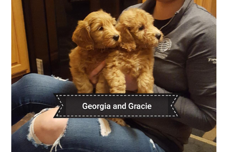 Mini Goldendoodle Pup Being Cute
