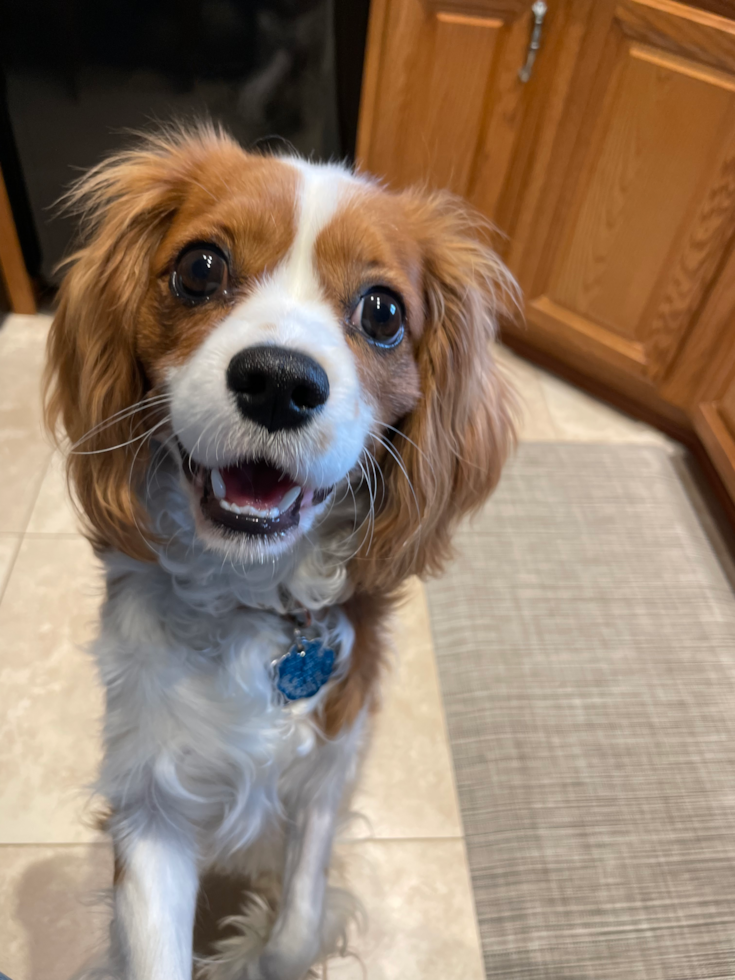 Cavalier King Charles Spaniel Being Cute