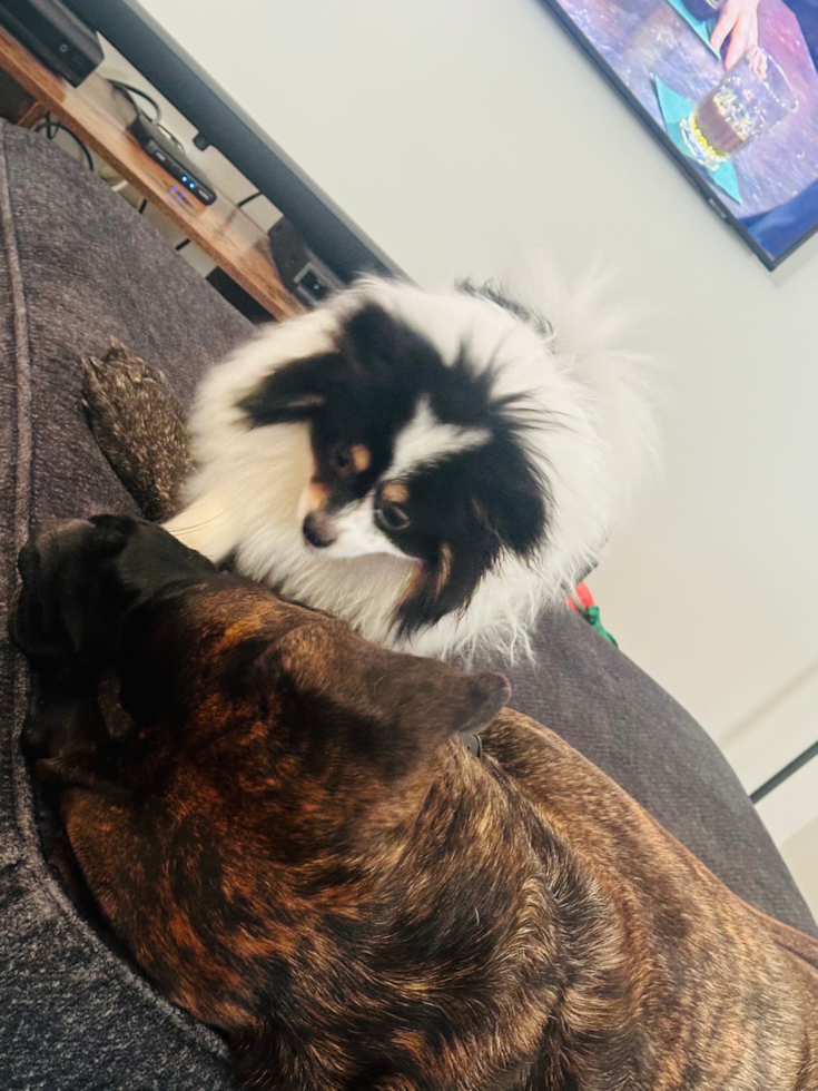 Smart Dwarf Spitz Purebred Pup