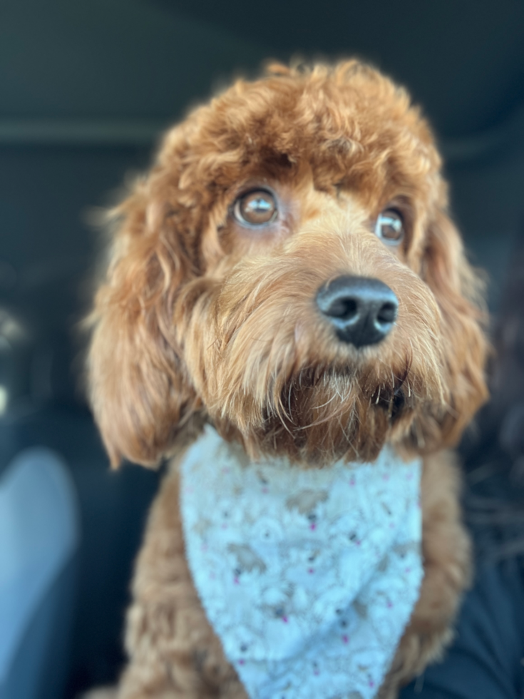 Friendly Cavapoo Pup