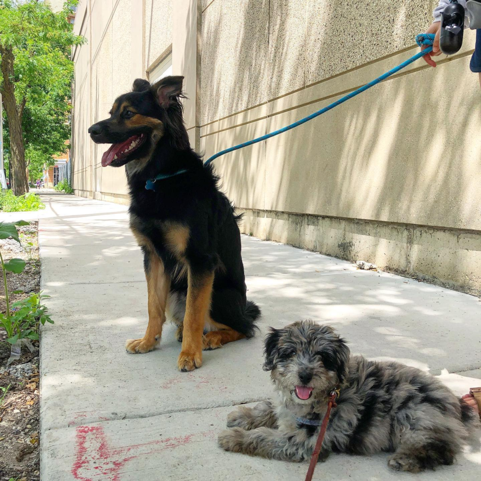 Cute Mini Aussiedoodle Pup