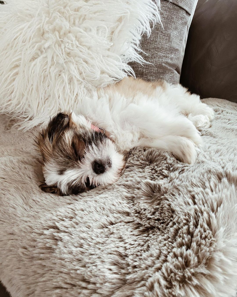 Happy Teddy Bear Pup