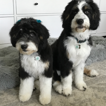 Happy Mini Bernedoodle Pup