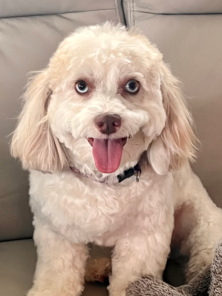 Little Shih Poo Poodle Mix Pup
