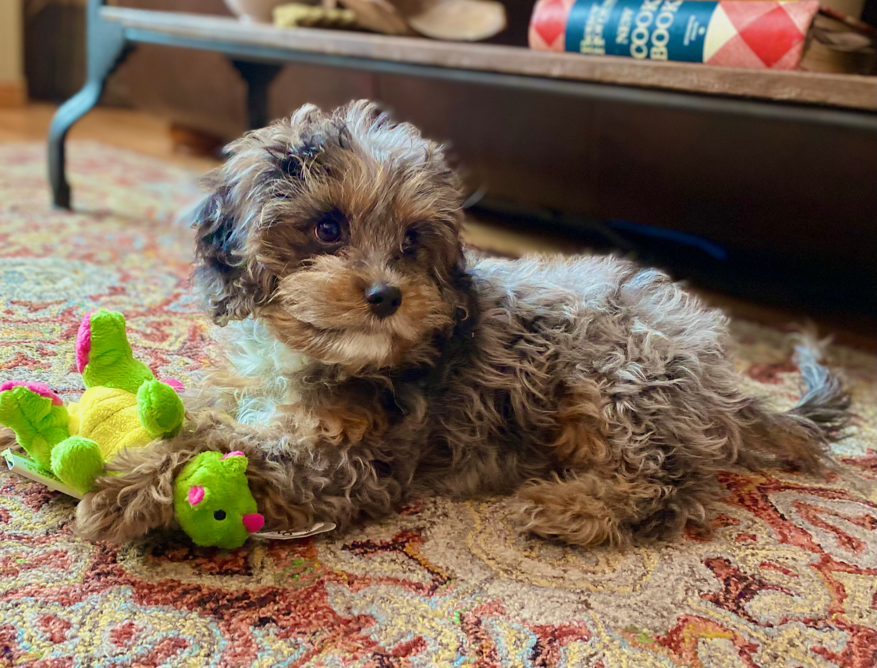 Cavapoo Puppy for Adoption