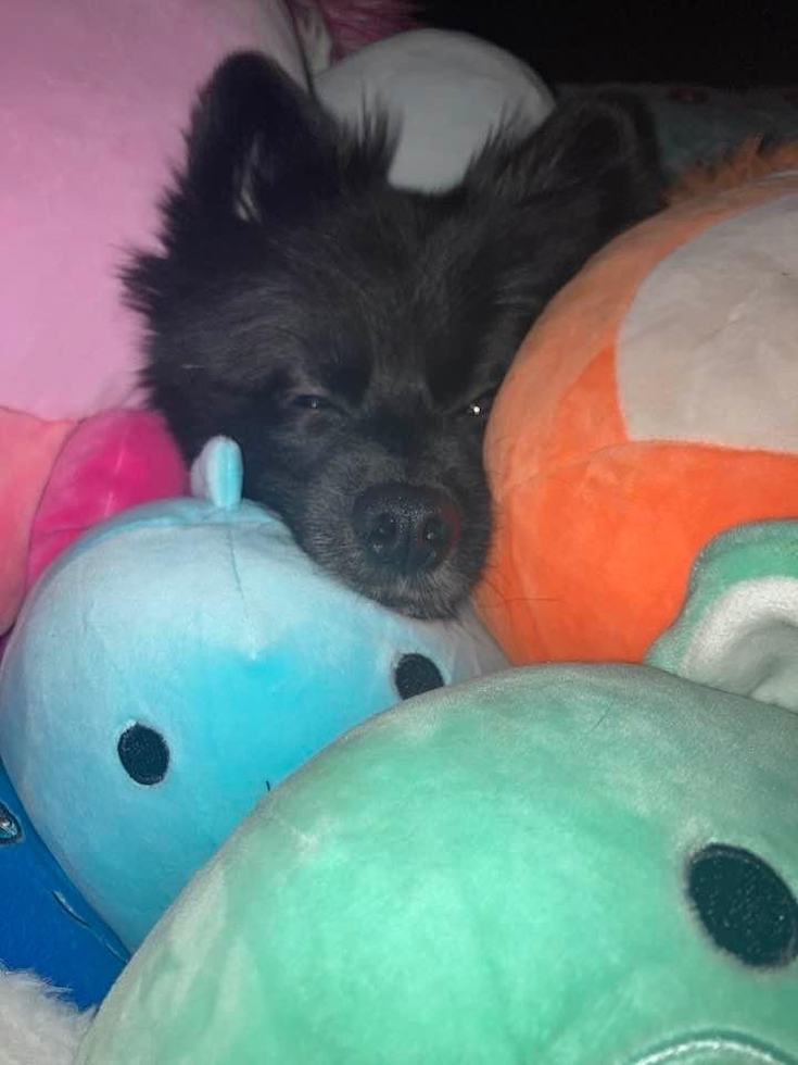 Friendly Pomeranian Pup