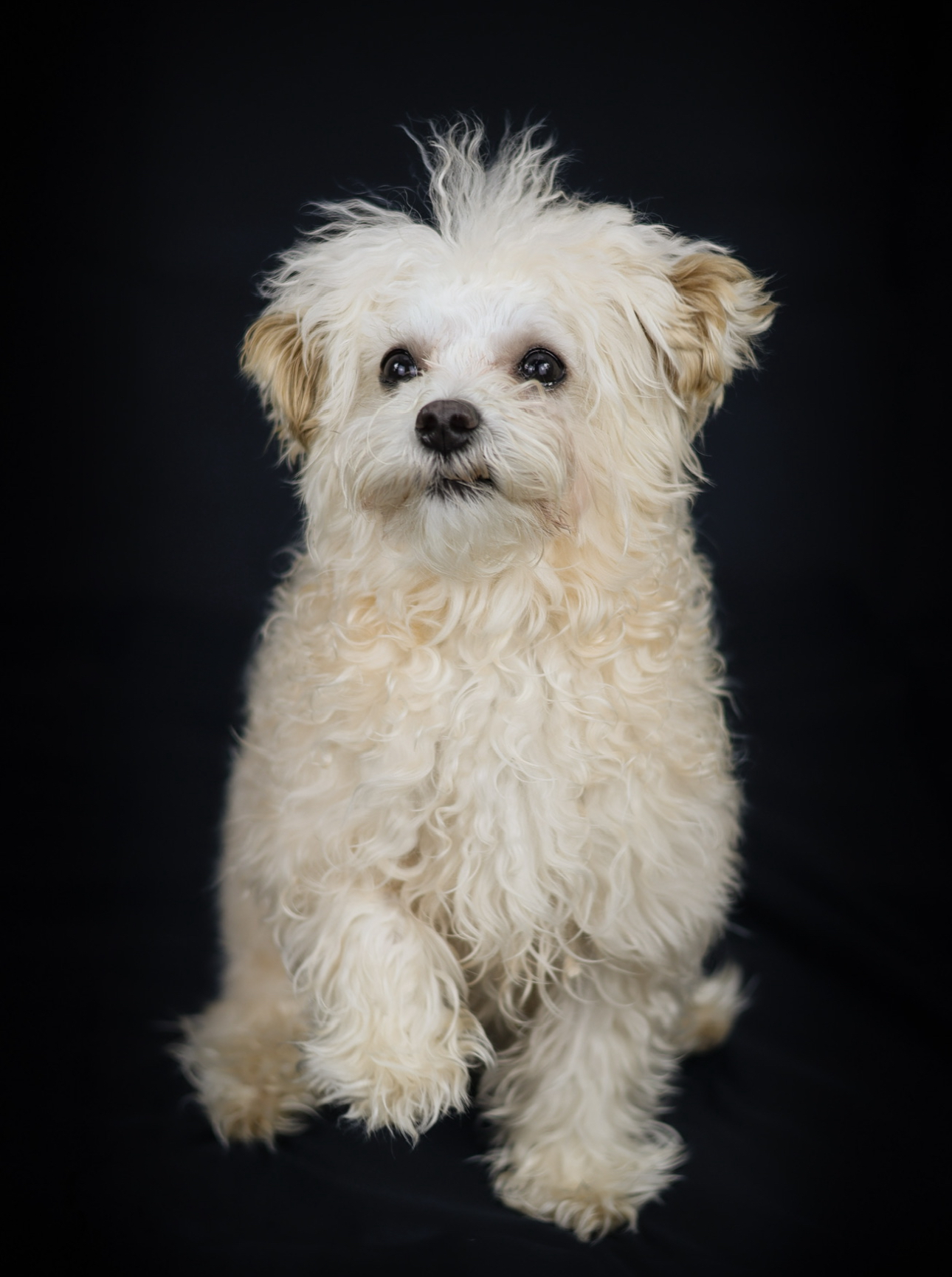 Best Maltipoo Baby