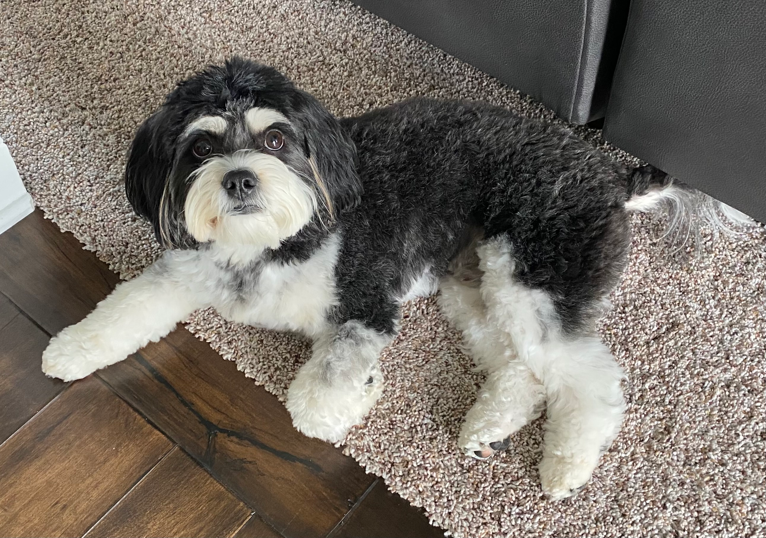 Friendly Cavachon Baby