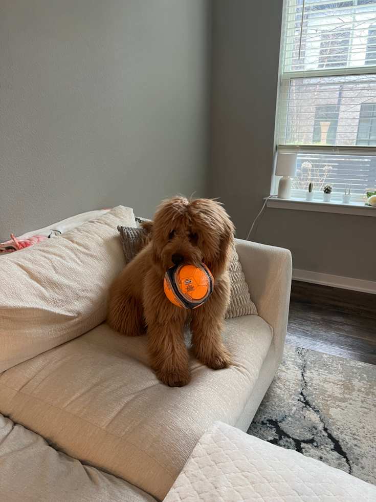 Sweet Mini Goldendoodle Pup in