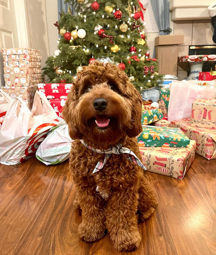 Mini Goldendoodle Being Cute