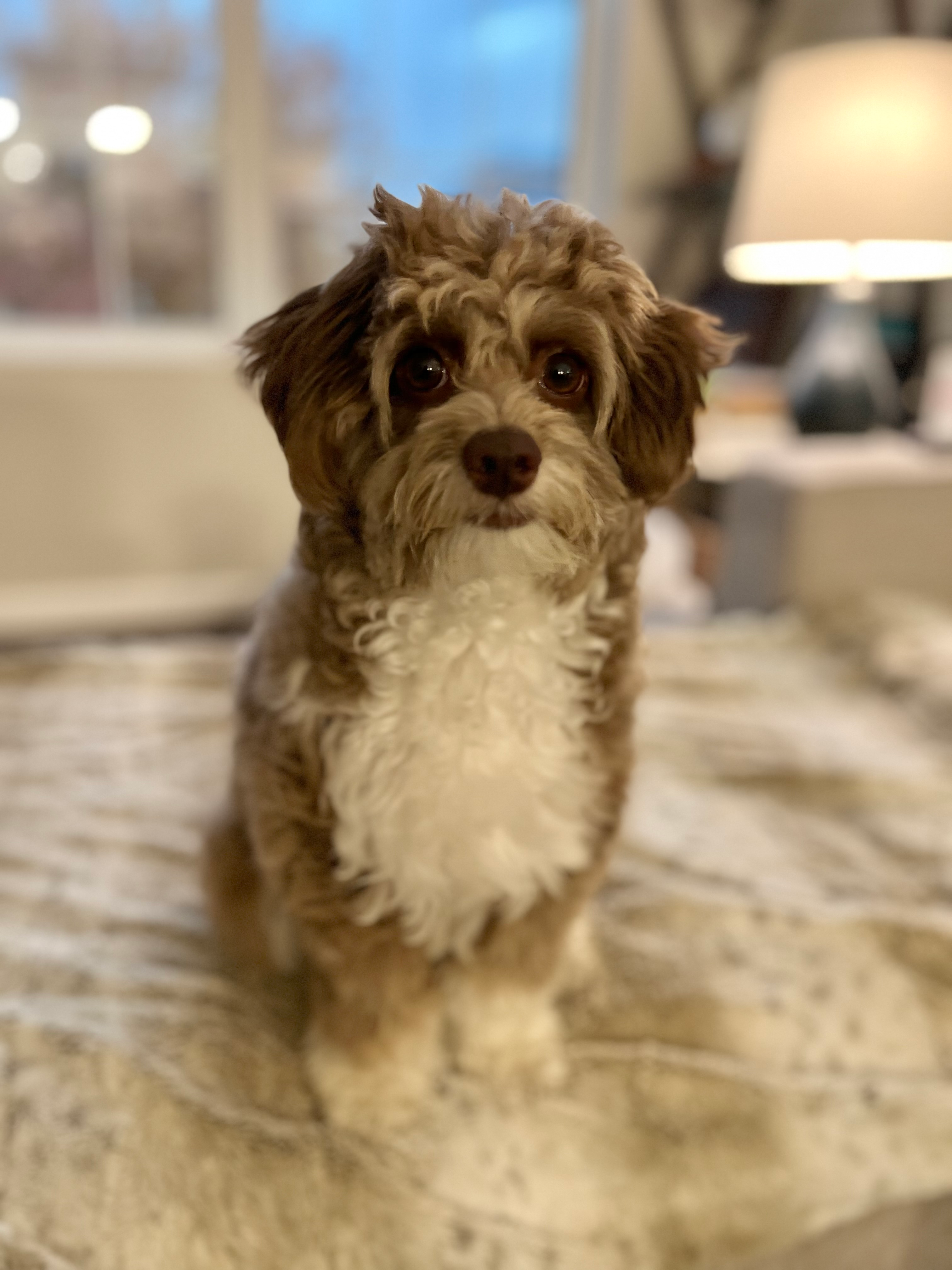 Mini Aussiedoodle Pup Being Cute