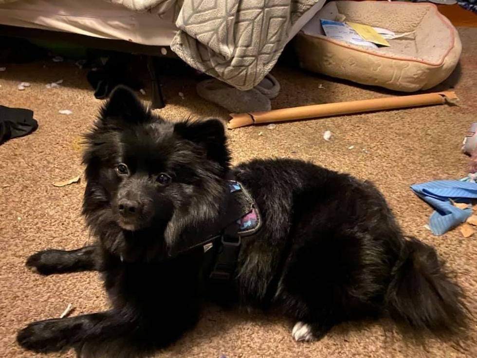 Friendly Pomeranian Purebred Pup