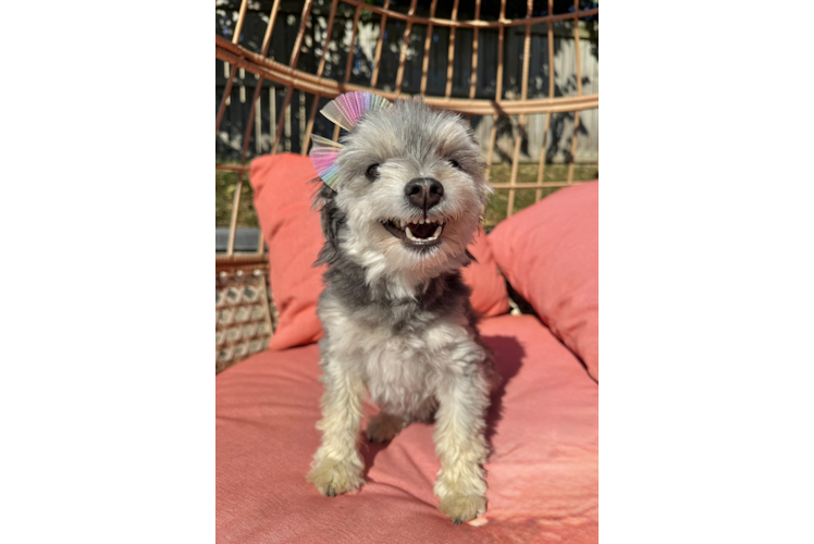 Little Maltipom Designer Puppy