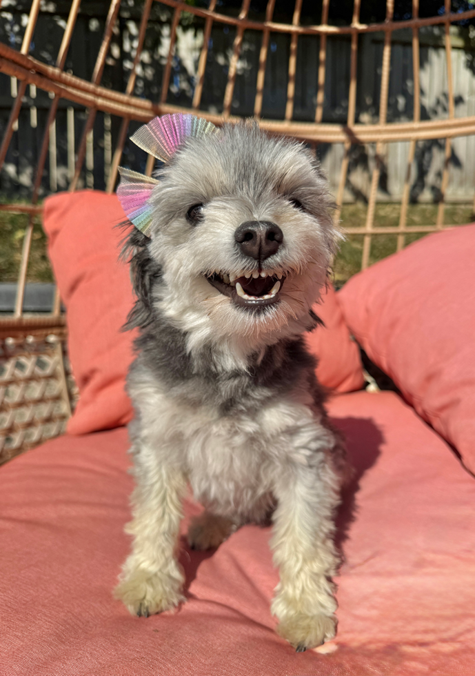 Little Maltese Pom Designer Pup