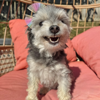 Little Maltese Pom Designer Pup
