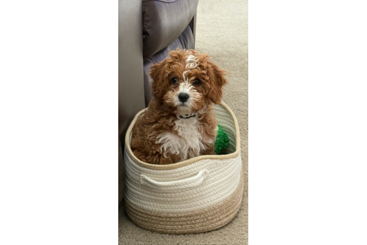 Cavapoo Puppy for Adoption