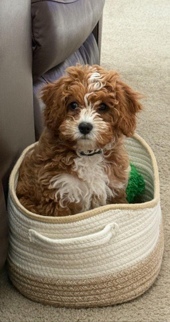 Cavapoo Pup