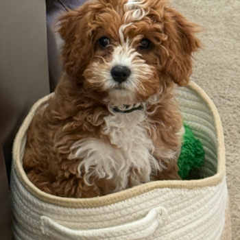 Cavapoo Pup