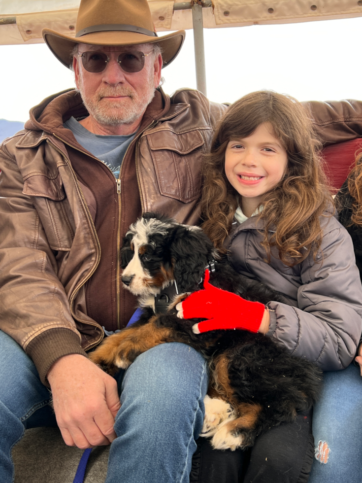 Little Bernadoodle Poodle Mix Pup