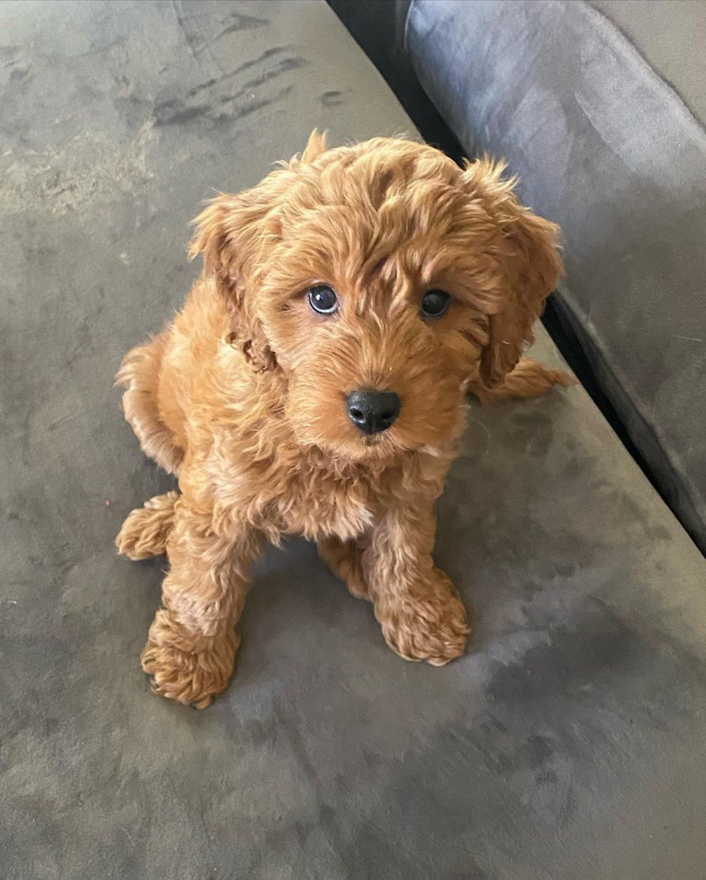 Friendly Mini Goldendoodle Pup in Mantua NJ