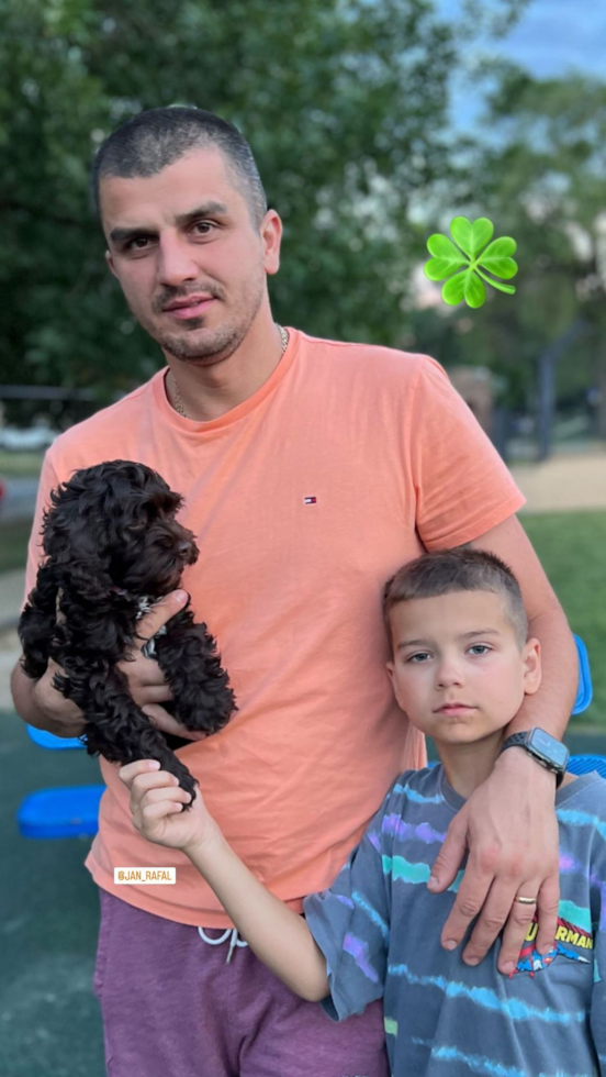 Elmwood Park Cockapoo Pup