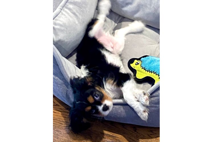 Fluffy Cavalier King Charles Spaniel Purebred Puppy