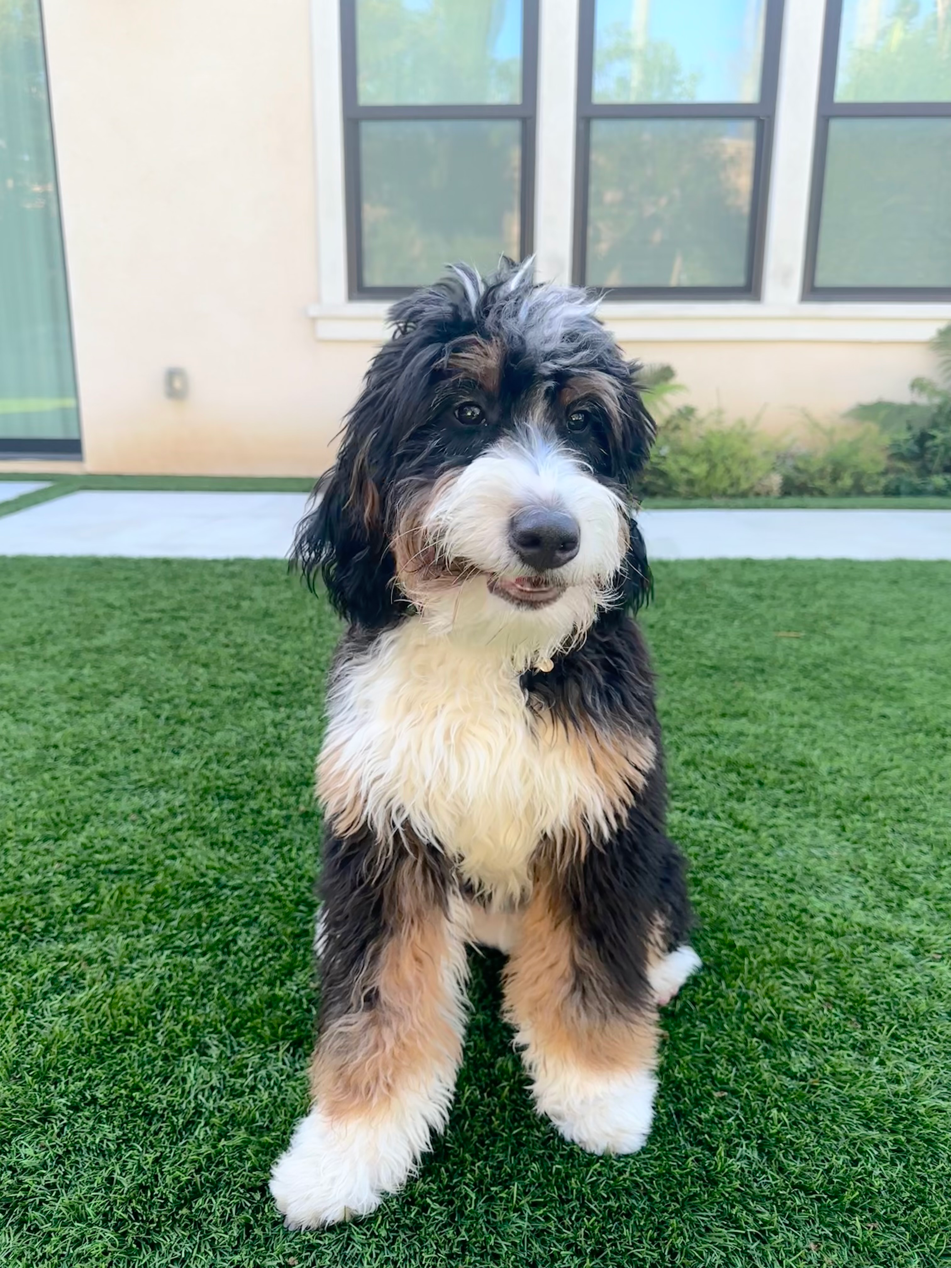 Best Mini Bernedoodle Baby