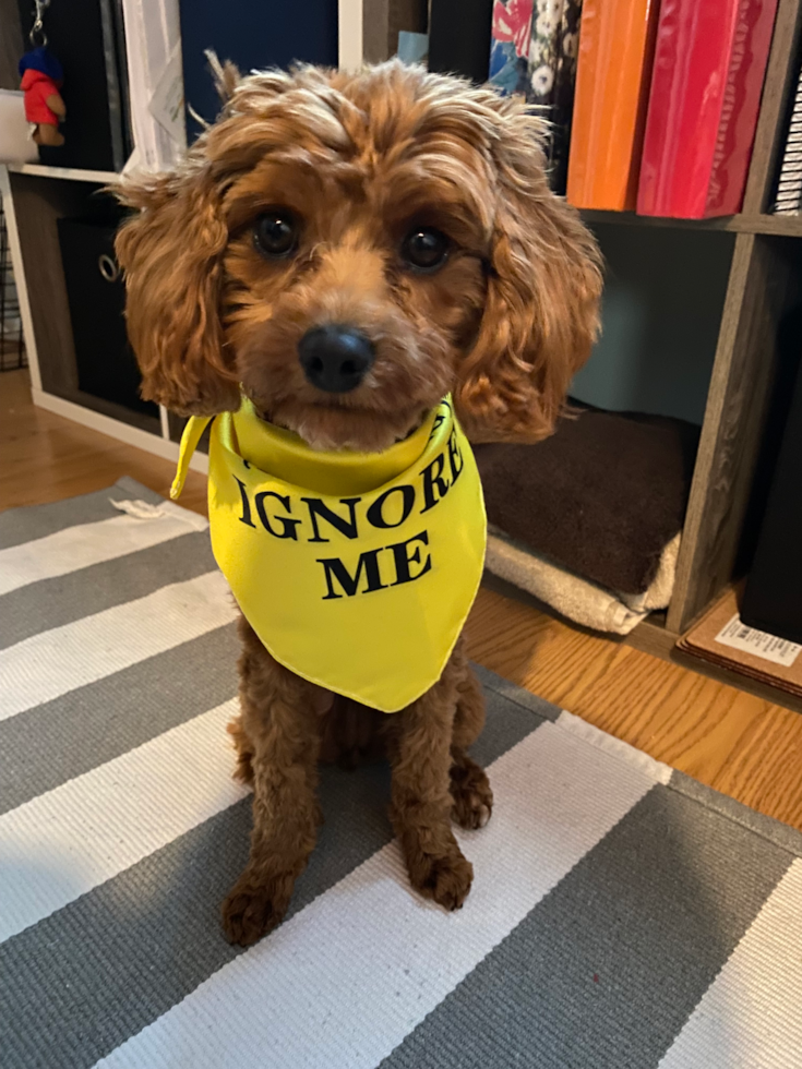 Adorable Cavoodle Poodle Mix Pup