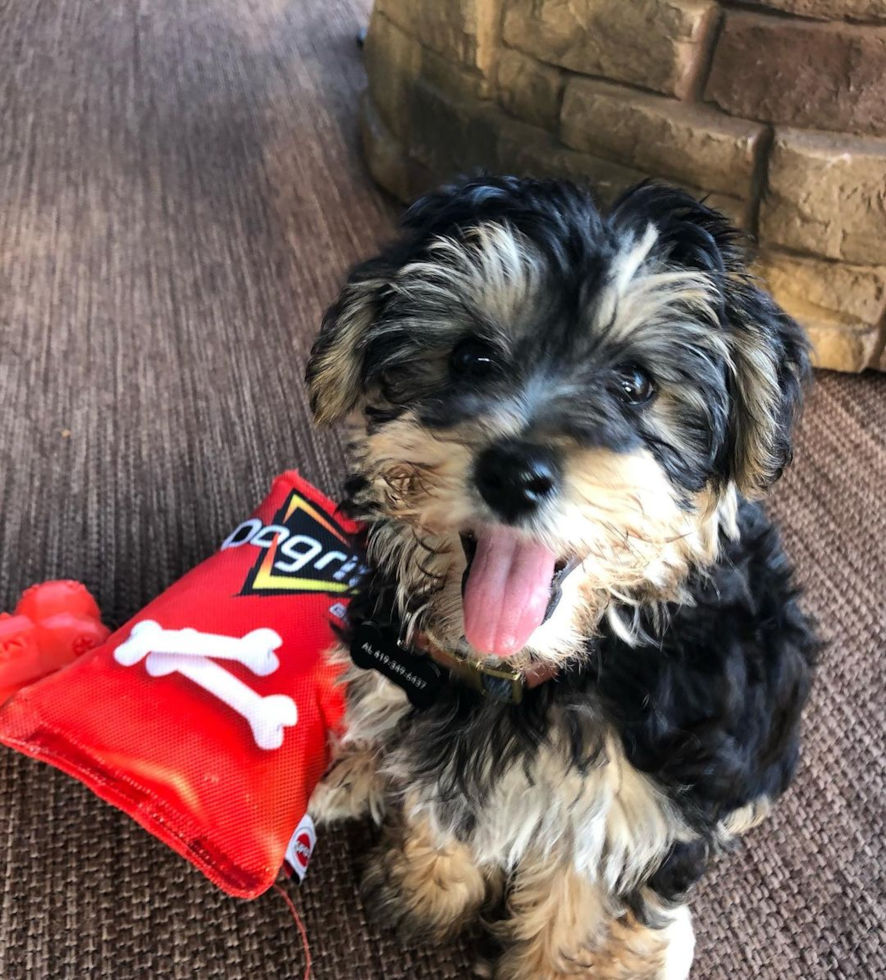 Holland Yorkie Chon Pup