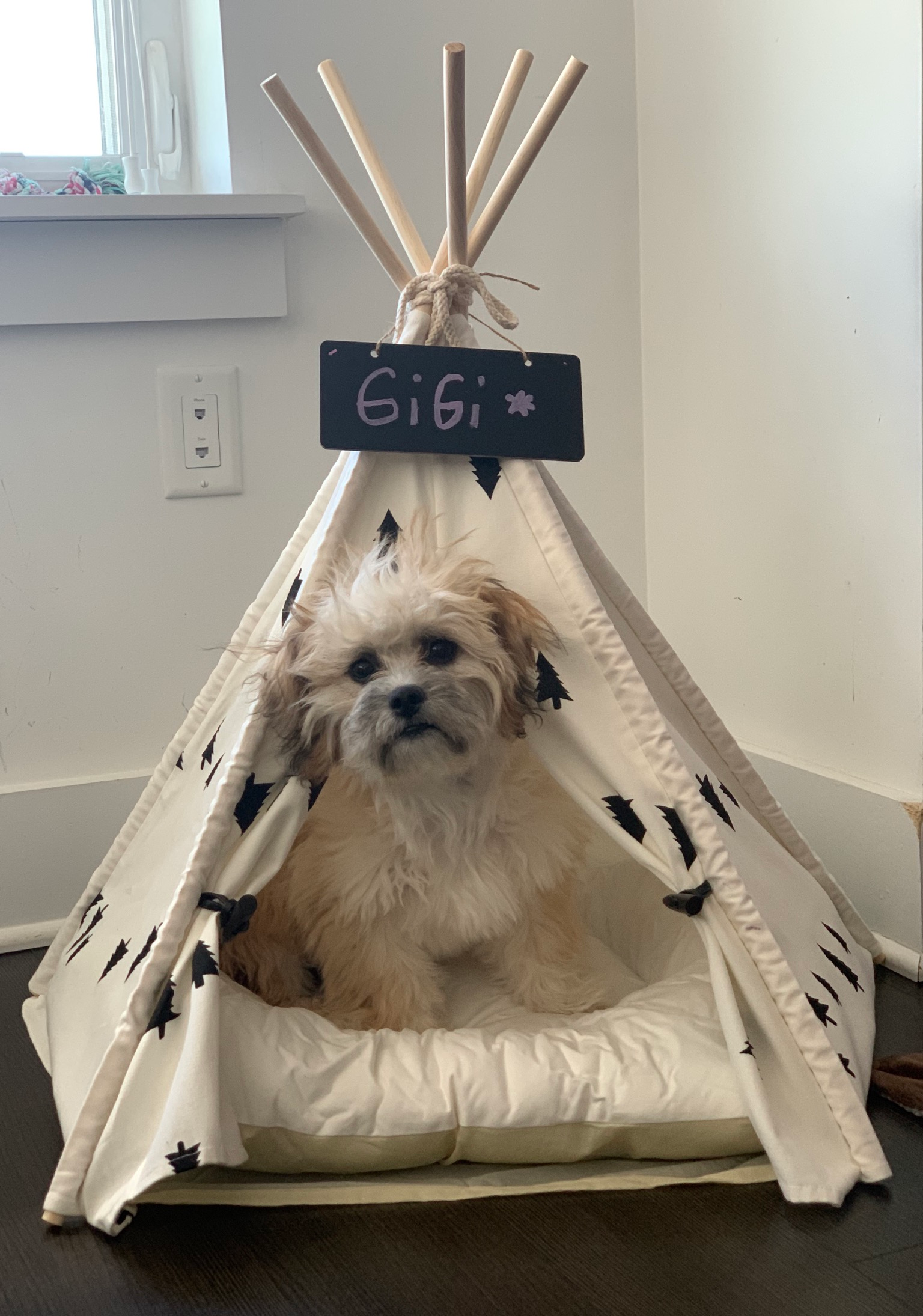 Adorable Shit Designer Puppy