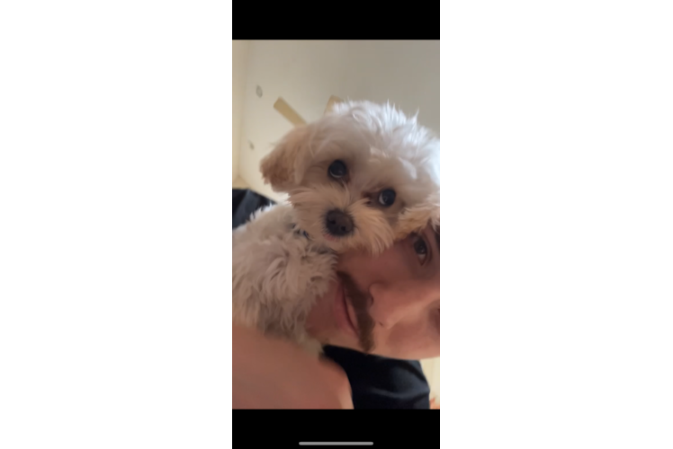 Maltipoo Puppy for Adoption