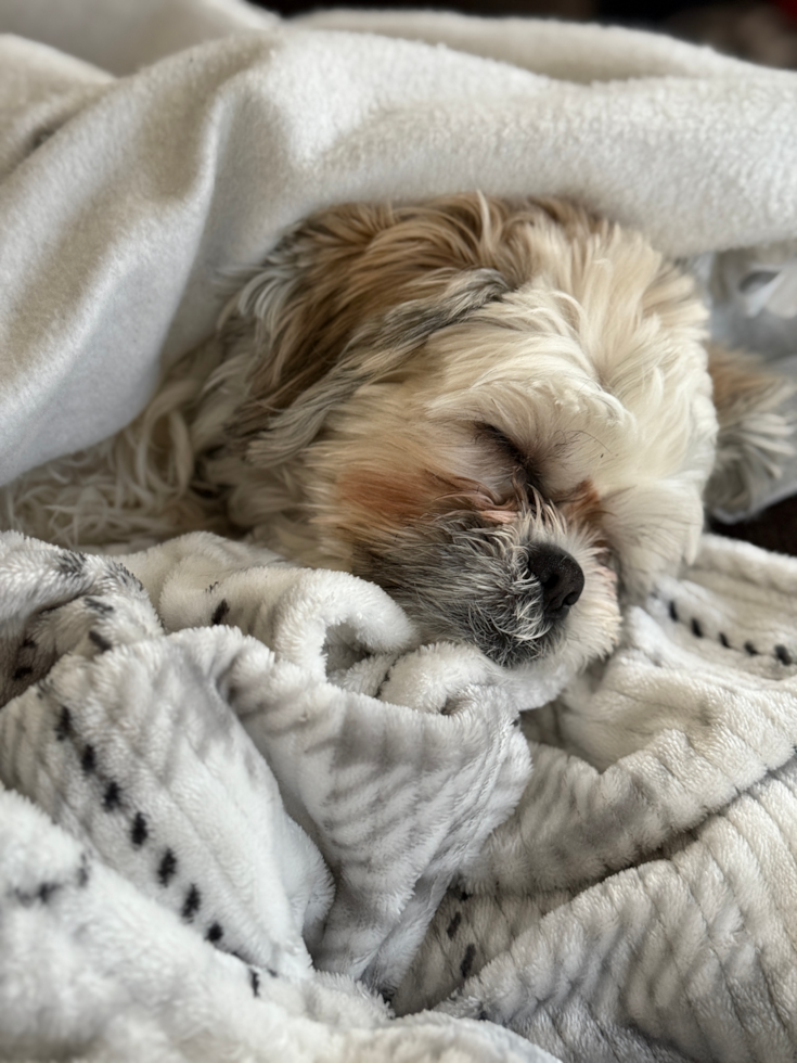 Hypoallergenic Shichon Designer Pup