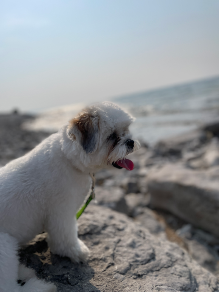 Small Teddy Bear Pup